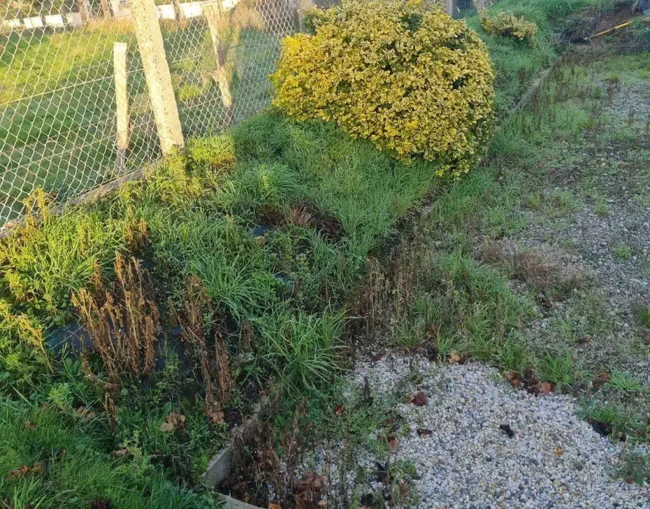 Buisson