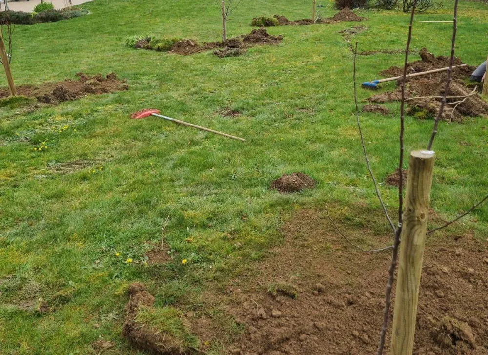 Herbe