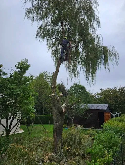 ARbre